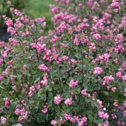 Symphoricarpos Proud Berry® 8 Symphoricarpos Proud Berry® -Tree Bower Sales x600 36188