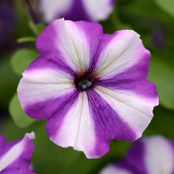 Pollinator Pleaser Annual Collection 6 Pollinator Pleaser Annual Collection - Image 6