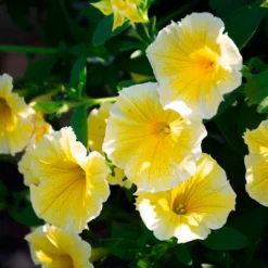 Sun & Sky Annual Collection -Tree Bower Sales x600 36226