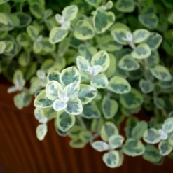 Sun & Sky Annual Collection -Tree Bower Sales x600 36227