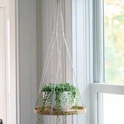 Senecio String Of Pearls In White Fiberstone Bowl -Tree Bower Sales x600 36299