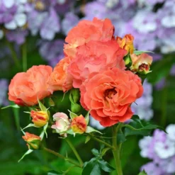 Rose Easy Elegance® Coral Cove -Tree Bower Sales x600 36305