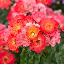Rose Easy Elegance® Coral Cove -Tree Bower Sales x600 36307