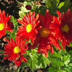 Chrysanthemum 'Pumpkin Igloo' 5 Chrysanthemum 'Pumpkin Igloo' -Tree Bower Sales x600 36317