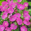 Geranium Sanguineum 'Max Frei'