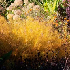 Amsonia Hubrichtii -Tree Bower Sales x600 36414