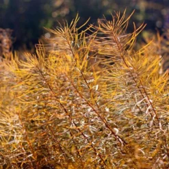 Amsonia Hubrichtii -Tree Bower Sales x600 36415