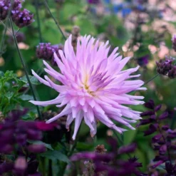 Dahlia 'Mingus Randy' 7 Dahlia 'Mingus Randy' -Tree Bower Sales x600 36436