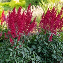 Astilbe X Arendsii 'Fanal' -Tree Bower Sales x600 36483
