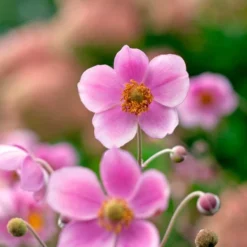 Anemone X Hybrida 'Robustissima' 10 Anemone X Hybrida 'Robustissima' -Tree Bower Sales x600 36487