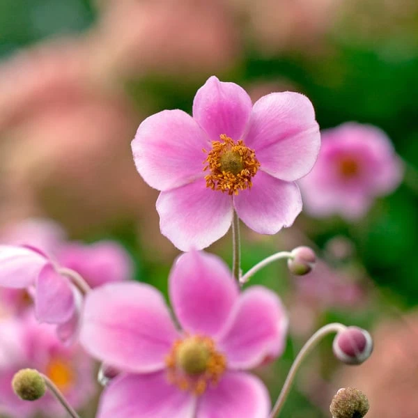 Anemone X Hybrida 'Robustissima' 4 Anemone X Hybrida 'Robustissima' - Image 4