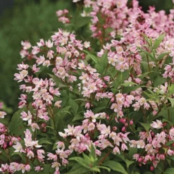 Deutzia Yuki Cherry Blossom® 7 Deutzia Yuki Cherry Blossom® -Tree Bower Sales x600 36532