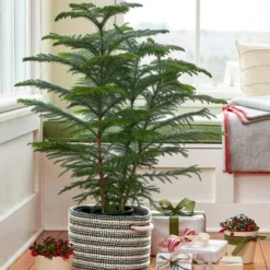 Norfolk Island Pine In Rope Basket