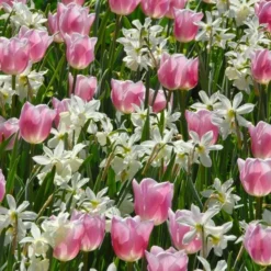 Narcissus 'Thalia' -Tree Bower Sales x600 36660