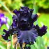 Iris Germanica 'All Night Long'