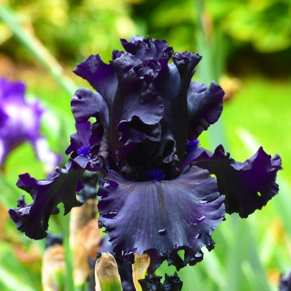 Iris Germanica 'All Night Long' 1 Iris Germanica 'All Night Long'