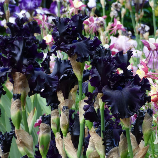 Iris Germanica 'All Night Long' 2 Iris Germanica 'All Night Long' - Image 2