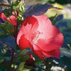Hibiscus 'Midnight Marvel' -Tree Bower Sales x600 36730