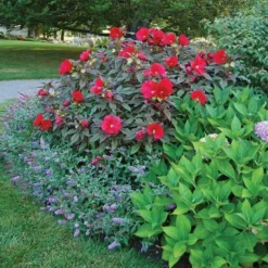 Hibiscus 'Midnight Marvel' -Tree Bower Sales x600 36731
