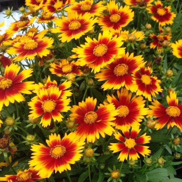 Coreopsis UpTick™ Gold & Bronze 1 Coreopsis UpTick™ Gold & Bronze