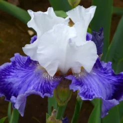 Iris Germanica 'Tillamook Bay' - Reblooming -Tree Bower Sales x600 36774