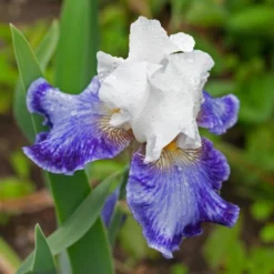 Iris Germanica 'Tillamook Bay' - Reblooming -Tree Bower Sales x600 36775