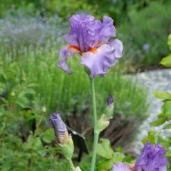 Iris Germanica 'Snappy Dresser' 10 Iris Germanica 'Snappy Dresser' -Tree Bower Sales x600 36791