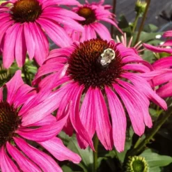 Echinacea Butterfly™ 'Purple Emperor' -Tree Bower Sales x600 36796