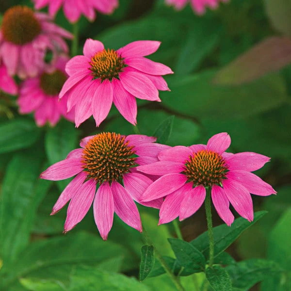 Echinacea Purpurea PowWow® Wild Berry 1 Echinacea Purpurea PowWow® Wild Berry