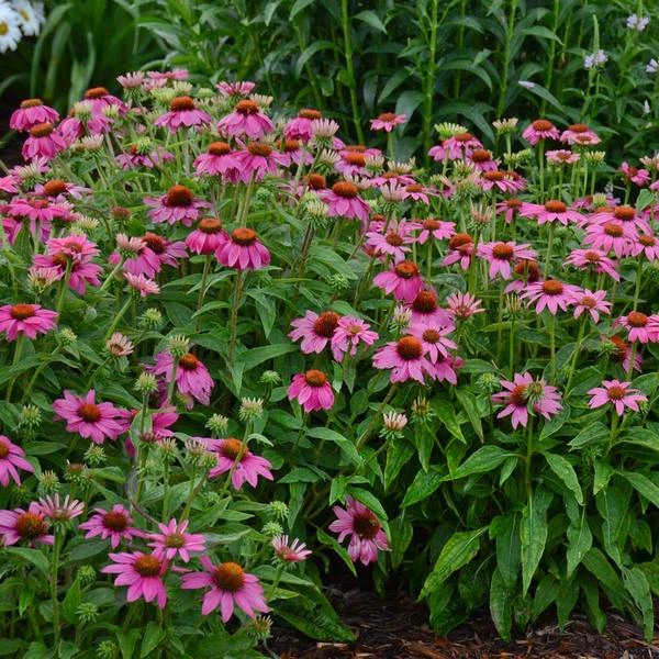 Echinacea Purpurea PowWow® Wild Berry 2 Echinacea Purpurea PowWow® Wild Berry - Image 2