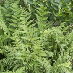 Athyrium Filix-femina - Lady Fern 9 Athyrium Filix-femina - Lady Fern -Tree Bower Sales x600 36878