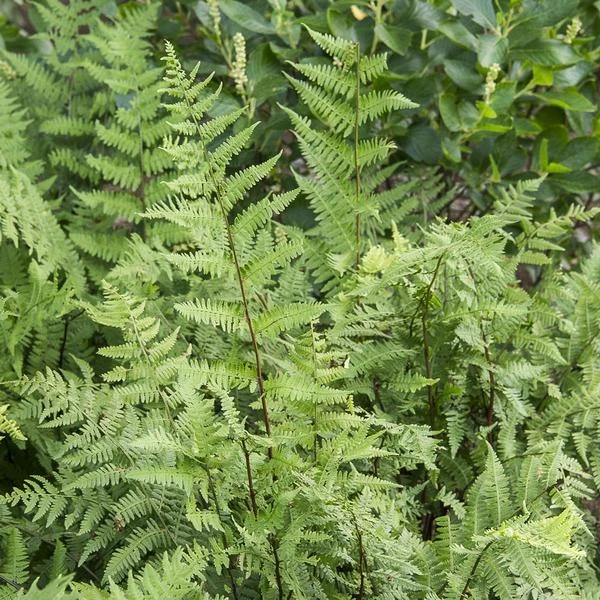 Athyrium Filix-femina - Lady Fern 5 Athyrium Filix-femina - Lady Fern - Image 5