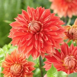 The Big Six Dahlia Collection