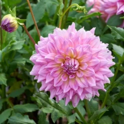 The Big Six Dahlia Collection -Tree Bower Sales x600 36917