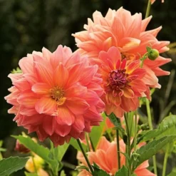 The Big Six Dahlia Collection -Tree Bower Sales x600 36919