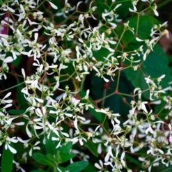 Apricot Allegro Annual Collection 11 Apricot Allegro Annual Collection -Tree Bower Sales x600 36926