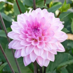 The Karma Dahlia Collection - 4 Tubers -Tree Bower Sales x600 36940