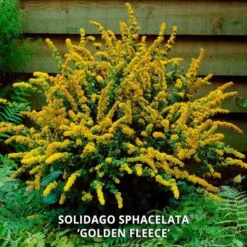 Start A Garden For Butterflies -Tree Bower Sales x600 37155