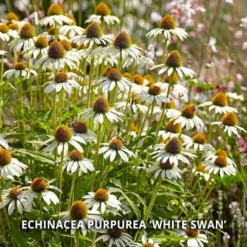 Start A Garden For Butterflies -Tree Bower Sales x600 37160