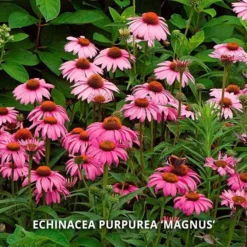 Start A Garden For Butterflies -Tree Bower Sales x600 37161