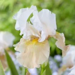 Pride Of The Border Bicolor Iris Collection - 4 Plants -Tree Bower Sales x600 37252