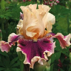 Pride Of The Border Bicolor Iris Collection - 4 Plants -Tree Bower Sales x600 37253