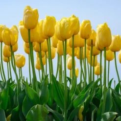 Tulip 'Novi Sun' -Tree Bower Sales x600 37409