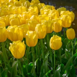 Tulip 'Novi Sun' -Tree Bower Sales x600 37410