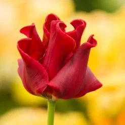 Tulip 'Red Dress' -Tree Bower Sales x600 37414