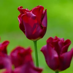 Tulip 'Red Dress' -Tree Bower Sales x600 37415