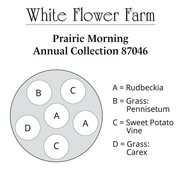 Prairie Morning Annual Collection 6 Prairie Morning Annual Collection - Image 6