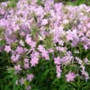 Phlox Carolina Subsp. Carolina 'Kim'