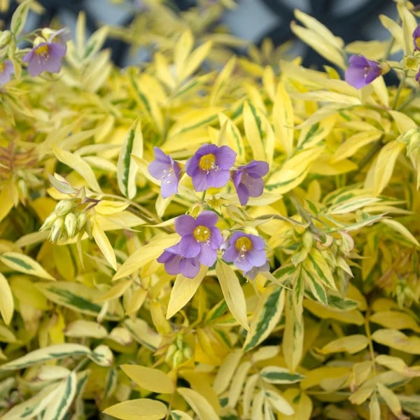 Polemonium Pulcherrimum 'Golden Feathers' 2 Polemonium Pulcherrimum 'Golden Feathers' - Image 2