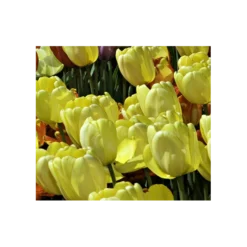 Strike Up The Band Perennial Tulip Collection 5 Strike Up The Band Perennial Tulip Collection -Tree Bower Sales x600 3750